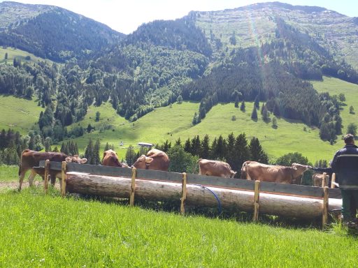 Nagelfluhkette im Allgäu - Blick auf den Hochgrat