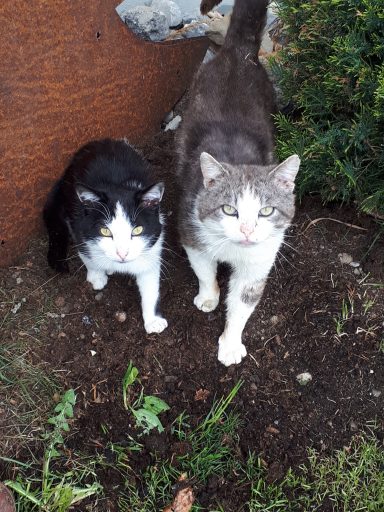Katzen auf dem Heumilch-Hof Fehr
