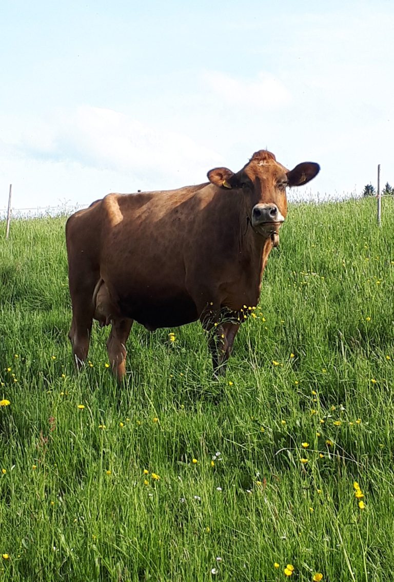 Braune Kuh auf Wiese Braune Allgäuer Kuh auf der Wiese bei der Ferienwohnung Fehr im Allgäu
