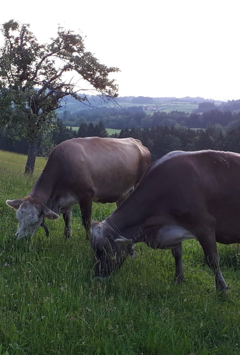 Braune Kühe am Grasen Braune Kühe auf der Wiese im Allgäu beim Heumilch-Hof Fehr in Stiefenhofen