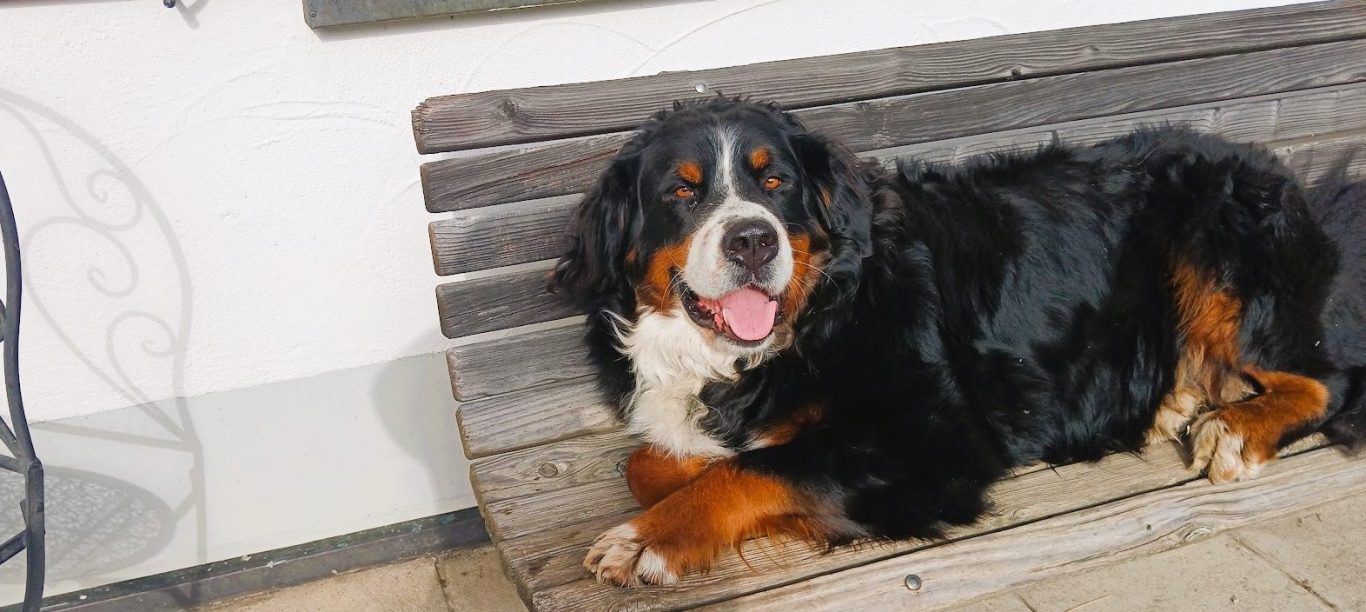 Hofhund Freddi auf seinem Lieblingsplatz der Bank in der Sonne