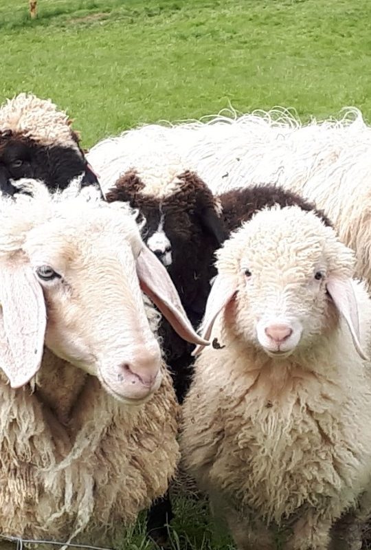 Schafe im Allgäu Schafe im Allgäu auf der Wiese vom Heumilch-Hof Fehr in Stiefenhofen