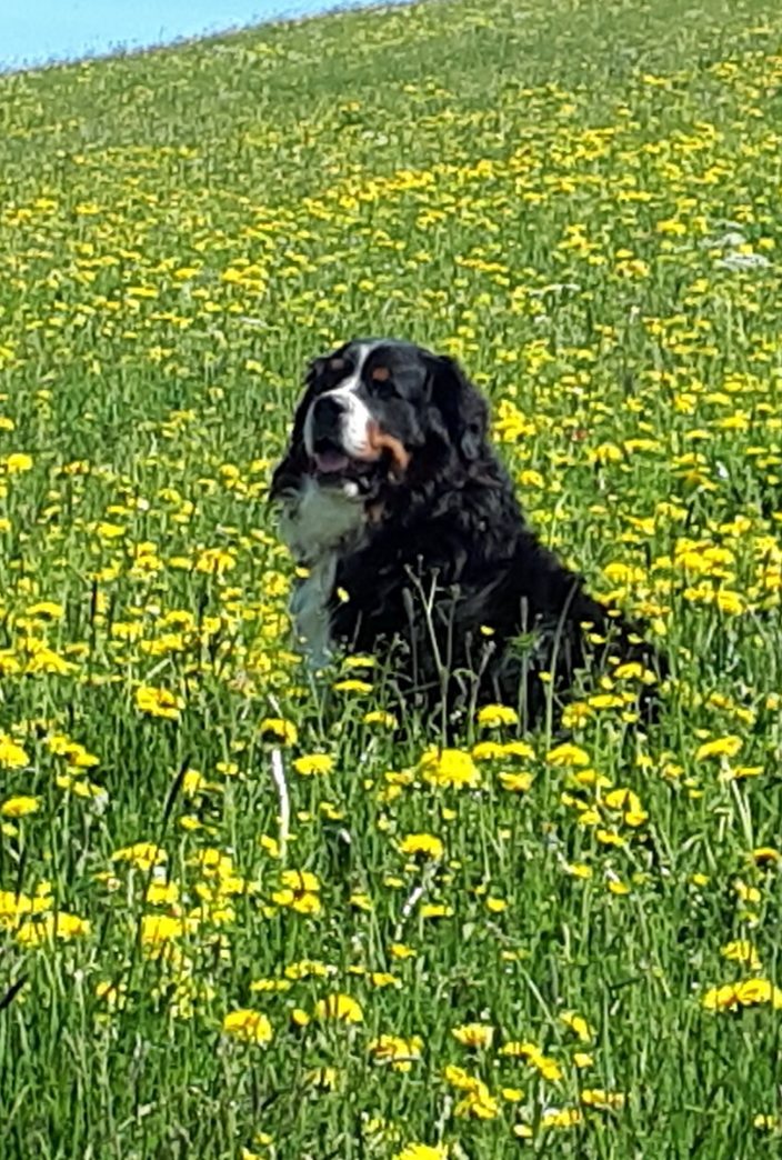 Hof-Hund Hofhund Heumilch-Hof Fehr