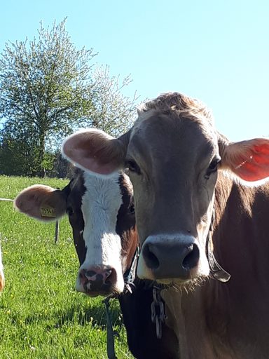 Kühe vom Heumilch-Hof Fehr in Stiefenhofen im Allgäu