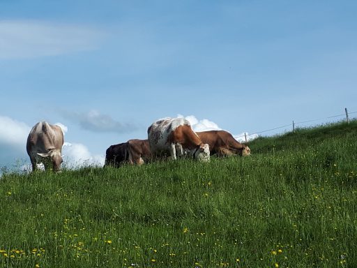 Kühe auf der Weide auf dem Heumilch-Hof Fehr