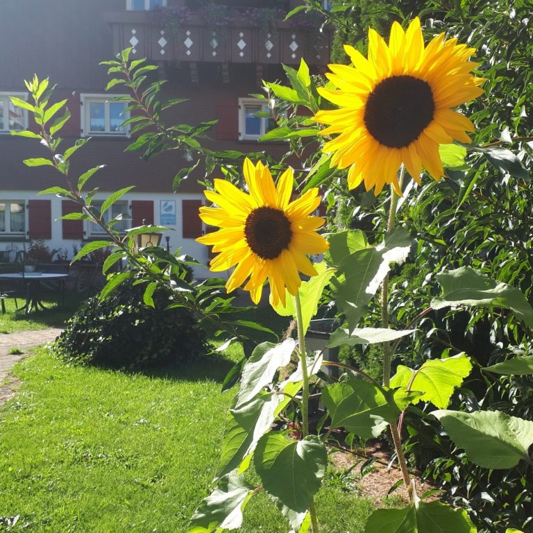 Sonnenblumen Sonnenblumen beim Heumilch-Hof Fehr im Bauerngarten