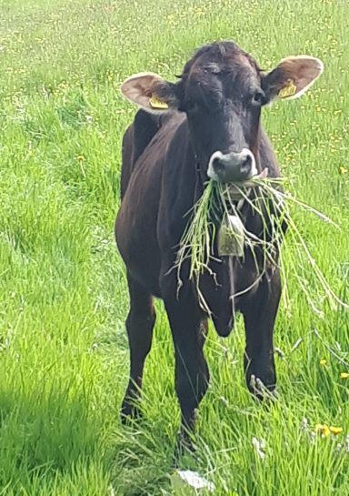 Kuh am Grasen auf dem Heumilch-Hof Fehr in Stiefenhofen im Allgäu