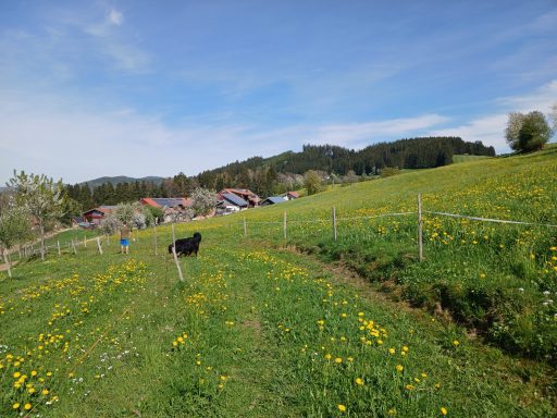 Felder und Wiesen vom Heumilch-Hof Fehr in Stiefenhofen im Allgäu