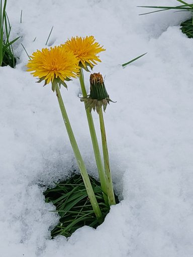 Löwenzahn im Winter